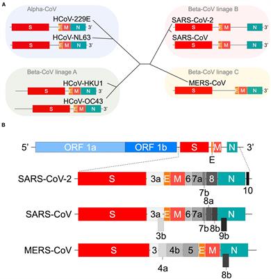 Frontiers | Toward Understanding Molecular Bases For Biological ...